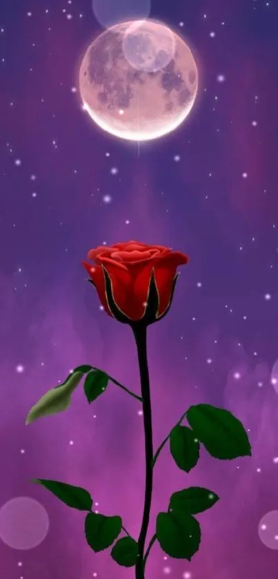 Red rose and moon on a purple starry night wallpaper.