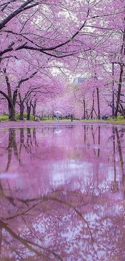 Enchanting cherry blossom trees reflected on a tranquil water surface.