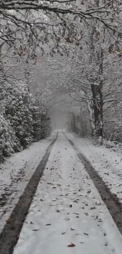 Serene snowy path in a tranquil winter forest.