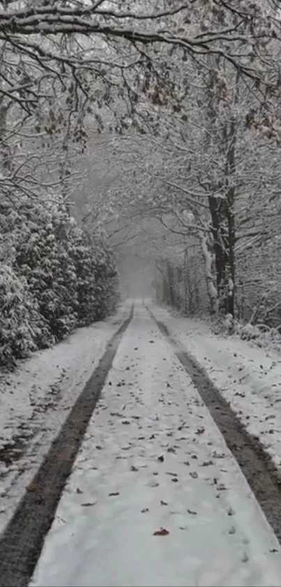 Snow-covered path through a tranquil forest.