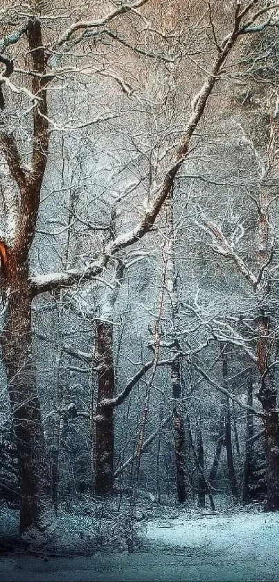 Snow-covered forest in winter setting