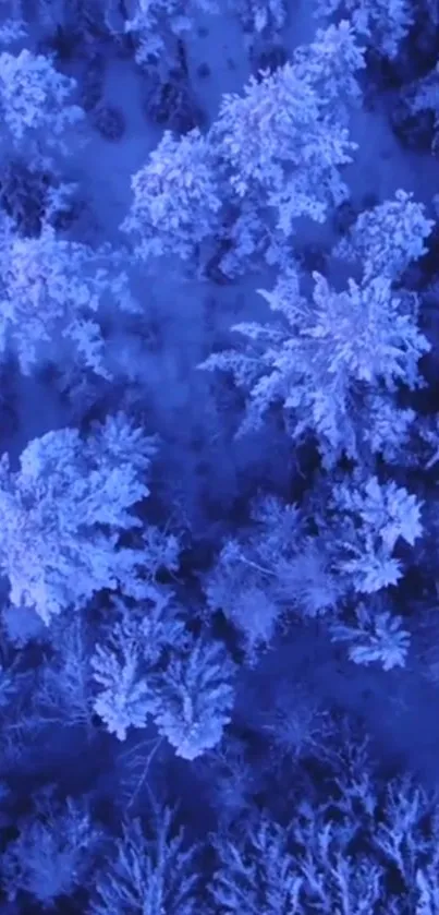 Aerial view of a snowy forest in blue hues with frost-covered trees.