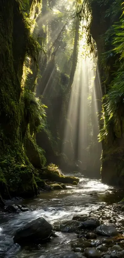 Sunlit stream flowing through lush forest with rays of light.