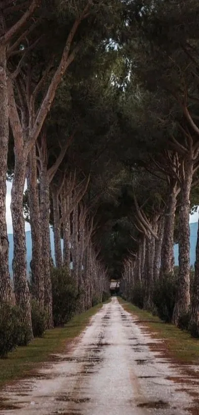 Serene tree-lined path through a quiet forest road.