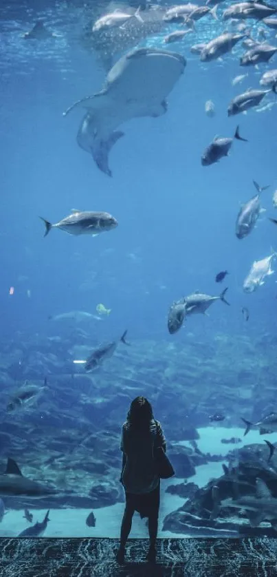 Person standing before a large aquarium tank with swimming fish.