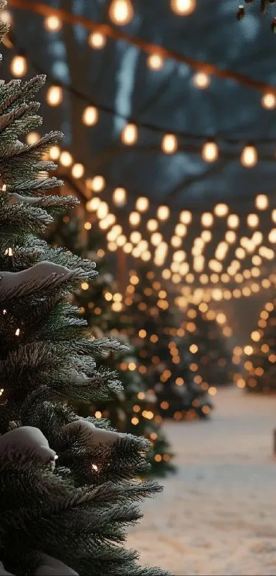 Snowy trees with festive lights at night.