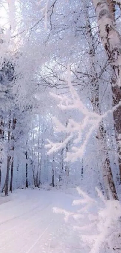 Snow-covered forest path with frosty trees.