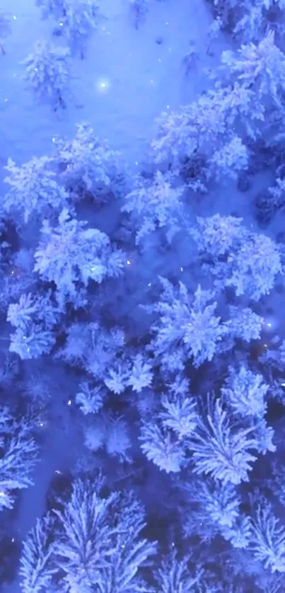 Aerial view of a snowy forest with blue hues and sparkling white trees.