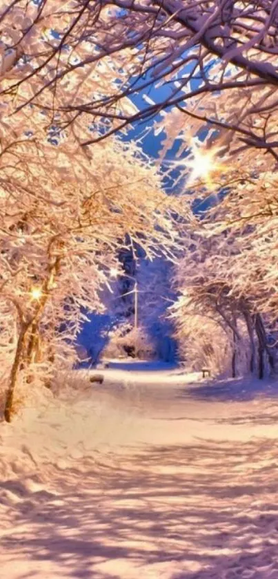 Winter path lined with snow-laden trees glowing softly.