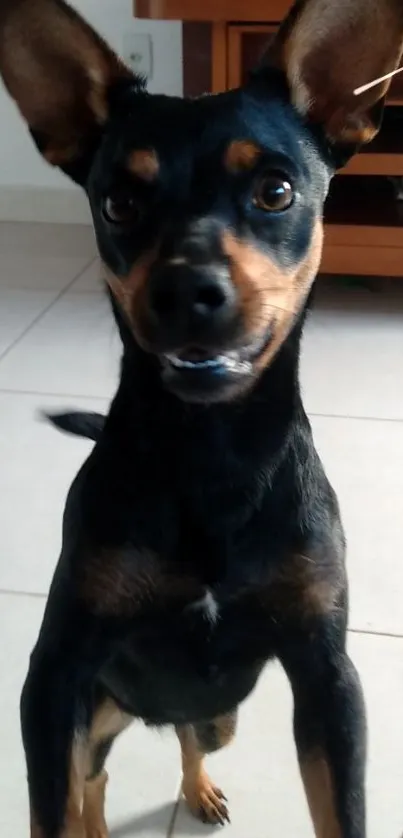 Energetic black dog standing on tiles.