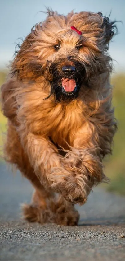 Energetic brown dog joyfully running on a path with nature background.