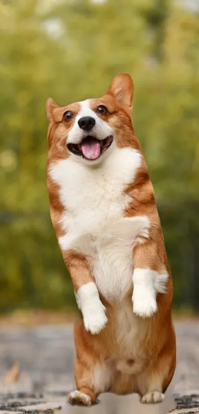 Energetic Corgi on green backdrop, perfect for mobile wallpaper.