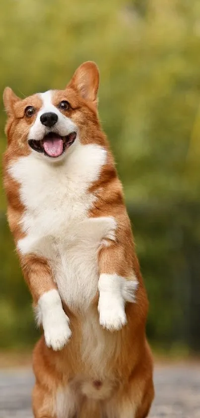 Vibrant mobile wallpaper of a playful jumping corgi outdoors.