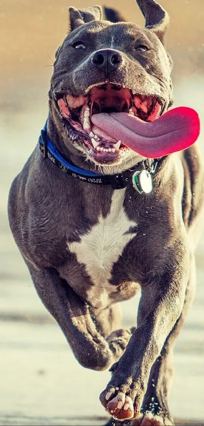 A joyful dog running along a sunny beach with playful energy.