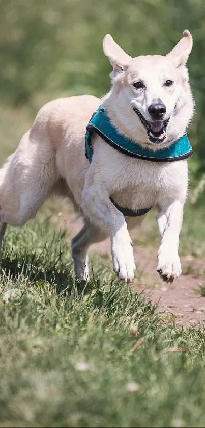 Energetic dog running on a grassy path in a green field.