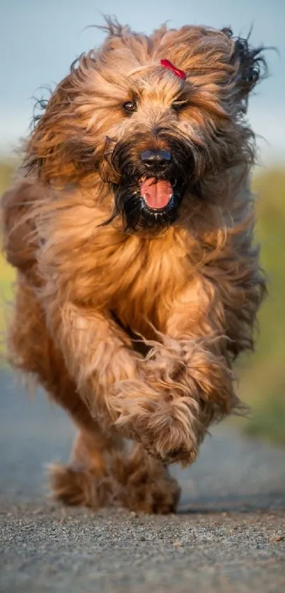 Energetic dog running on a pathway, showcasing motion and joy.