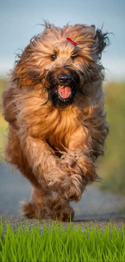 Energetic dog running down a sunlit path, full of joy and excitement.