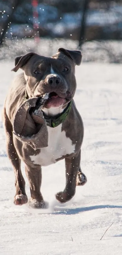 A brown dog joyfully running through snow in a winter landscape.