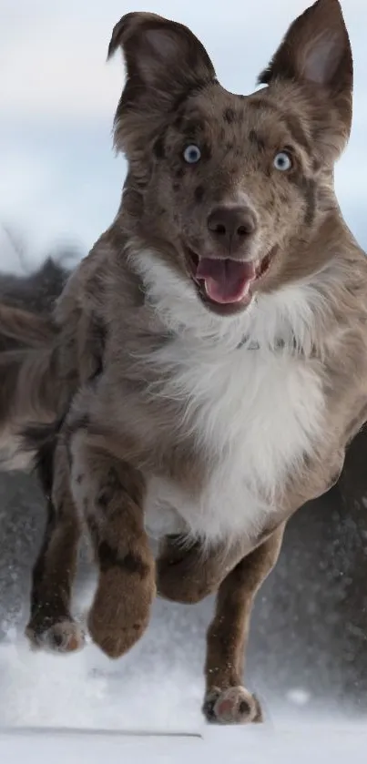 Playful Australian Shepherd running in snow.