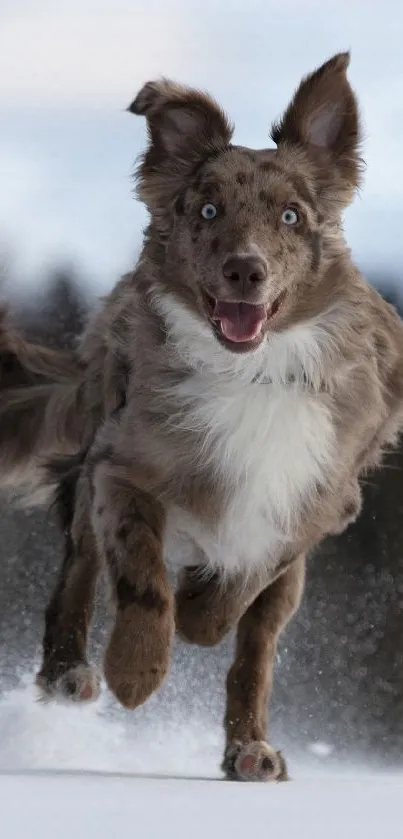 Happy dog energetically running through snow, ears flapping and tail wagging.