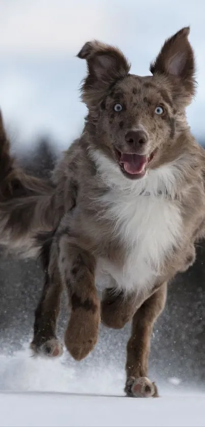 Energetic dog joyfully playing in the snow.