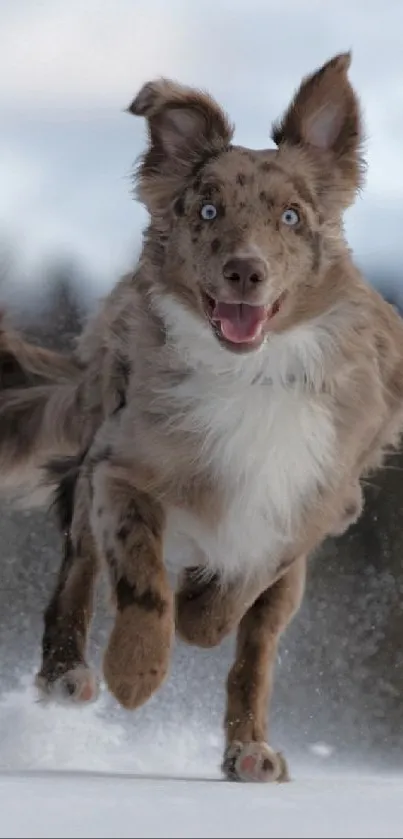 Energetic dog running joyfully through snow.