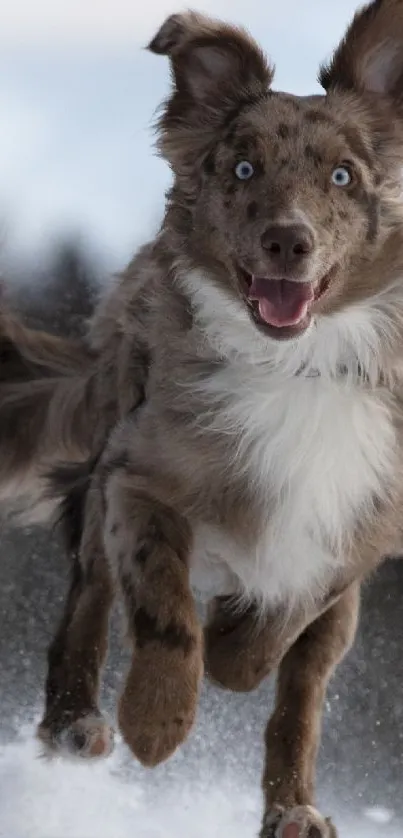 Playful dog running in the snow with open mouth and bright eyes.