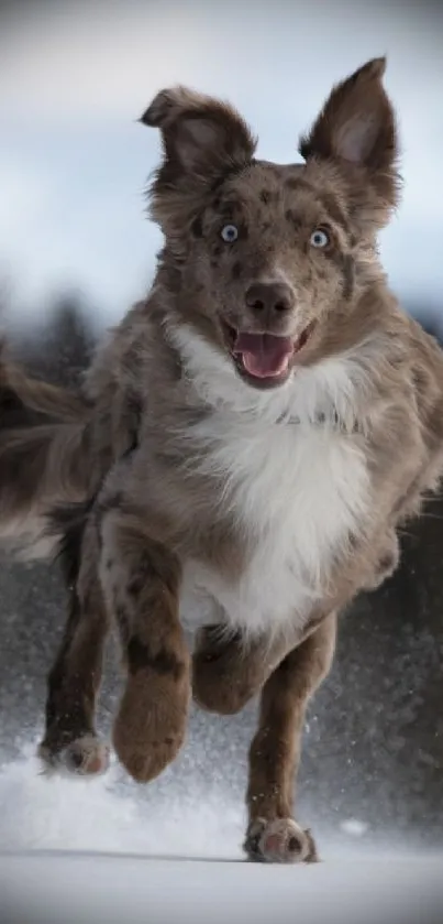 Playful dog runs enthusiastically through snowy outdoor scene.