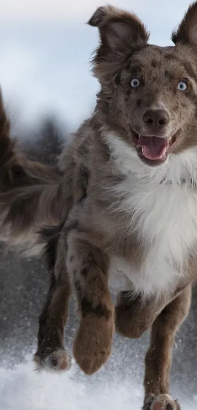 Energetic dog running through snowy landscape, full of joy.