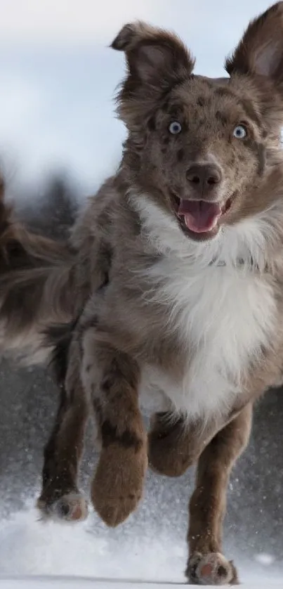 Energetic brown dog running in the snow, showcasing motion and joy.