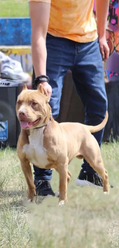 A lively pitbull dog stands on grass in a colorful park setting.