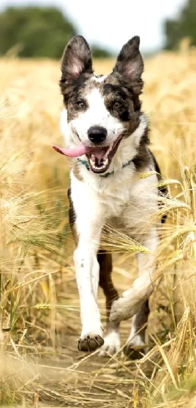 Dog energetically running through a wheat field.