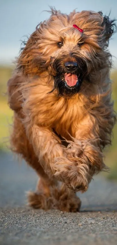 Energetic dog joyfully running outdoors on a sunny day.