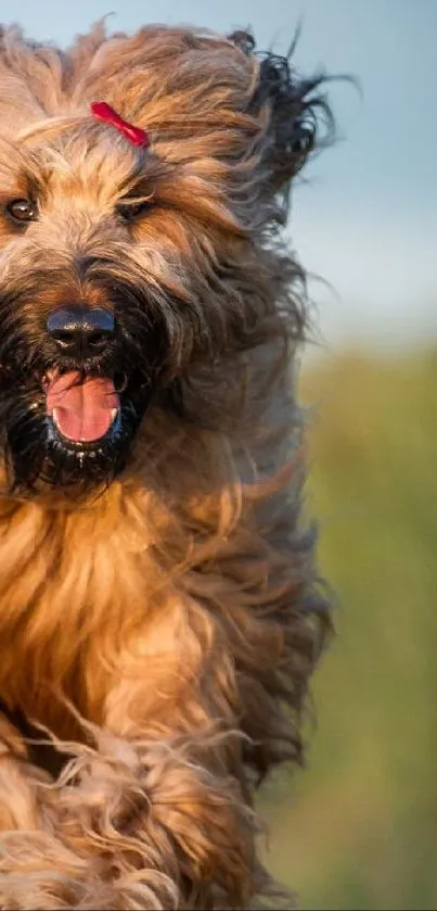 Running dog on country path with joy and energy in nature scene.