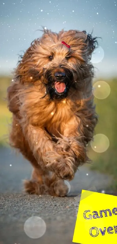 Energetic dog running with 'Game Over' sign.