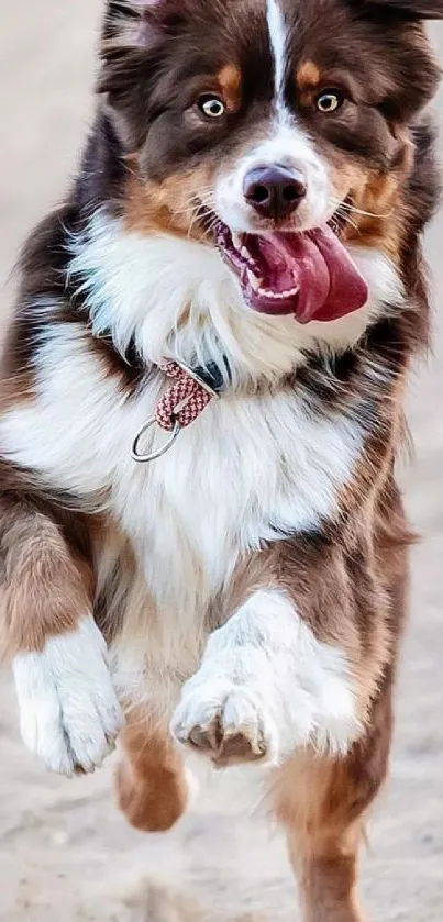 Joyful dog running on sandy path with tongue out.