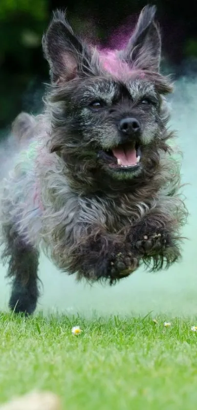 Energetic dog joyfully running on green grass.