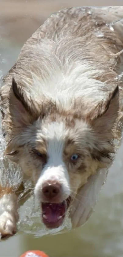 Energetic dog leaping through splashing water with a ball.