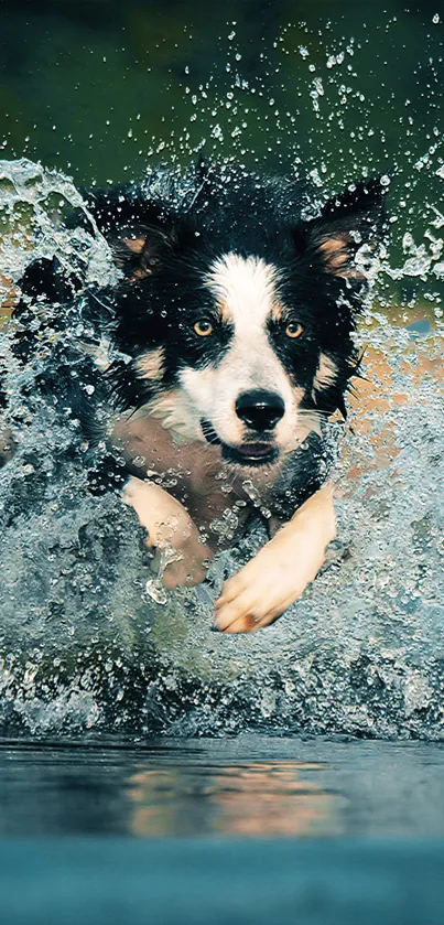 Border collie splashing through water in dynamic mobile wallpaper.