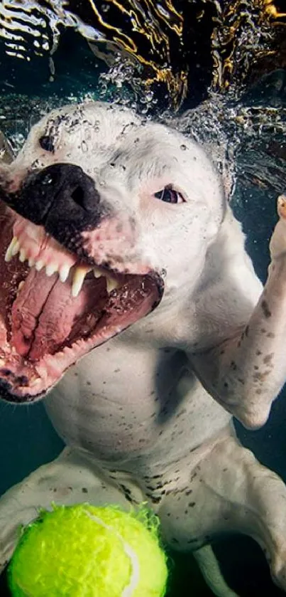 Playful dog diving underwater with tennis ball.