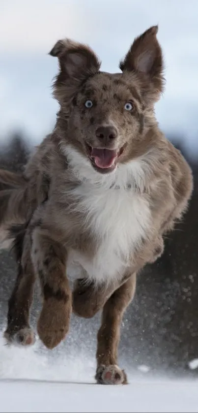 Energetic dog running through snow in a lively winter scene.