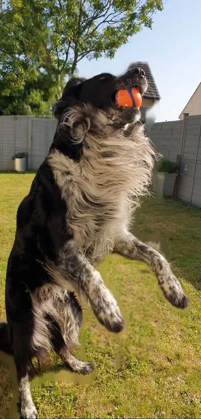 Black and white dog jumps to catch an orange ball in a sunny garden.