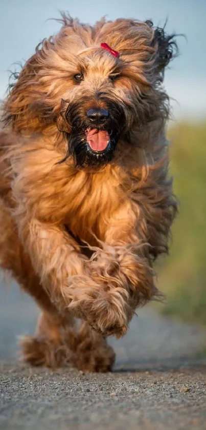 Fluffy brown dog joyfully running on a rural path.