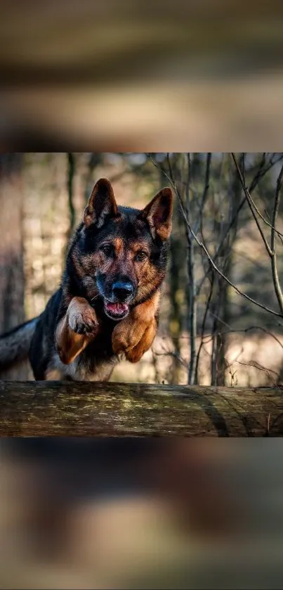 German Shepherd leaping over a log in a forest setting.