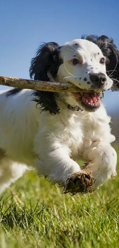 Playful puppy running on grass with stick in mouth under blue sky.