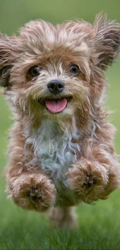 Joyful puppy running across a green field in mobile wallpaper.