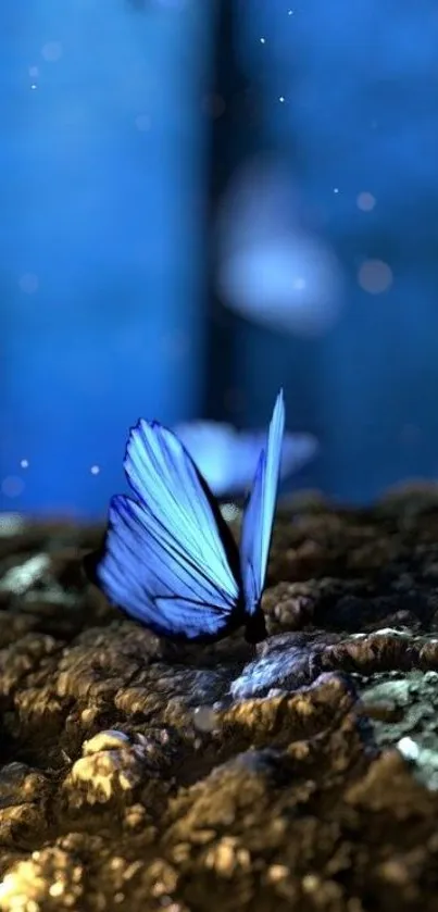 A blue butterfly on rugged terrain, under a dark blue background.