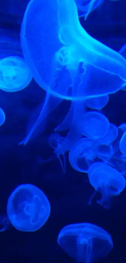 Glowing blue jellyfish in serene underwater scene.