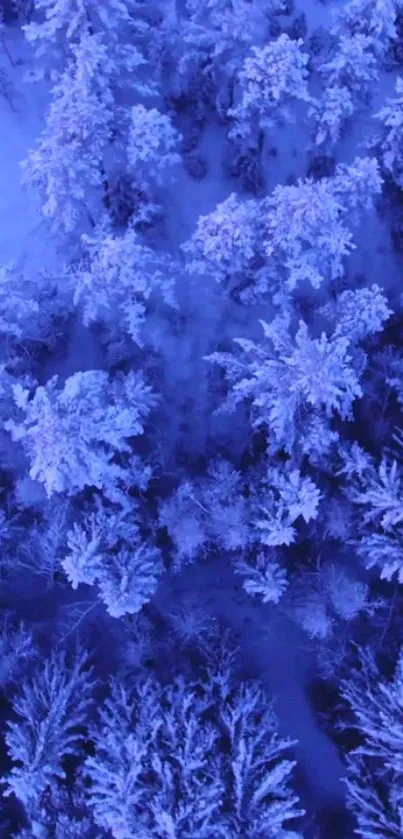 Aerial view of snow-covered forest in blue hues.