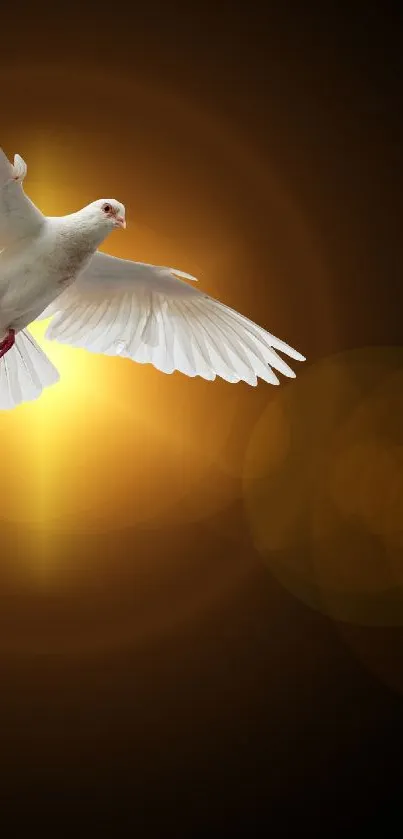 White dove flying with golden light on a black background wallpaper.